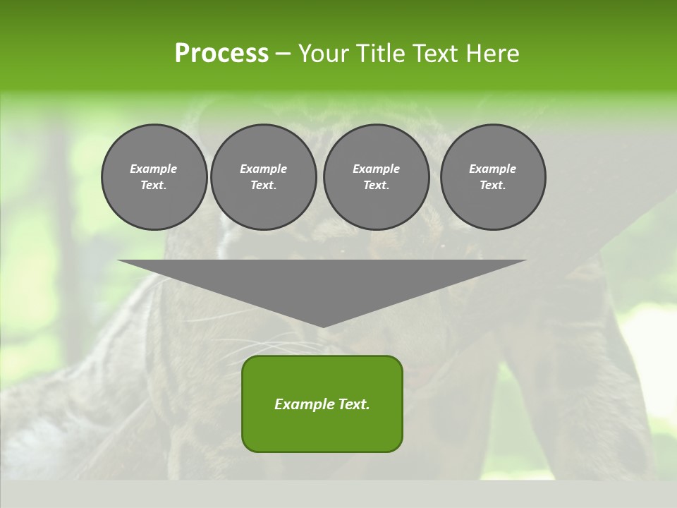 Cat Whiskers Wildlife PowerPoint Template