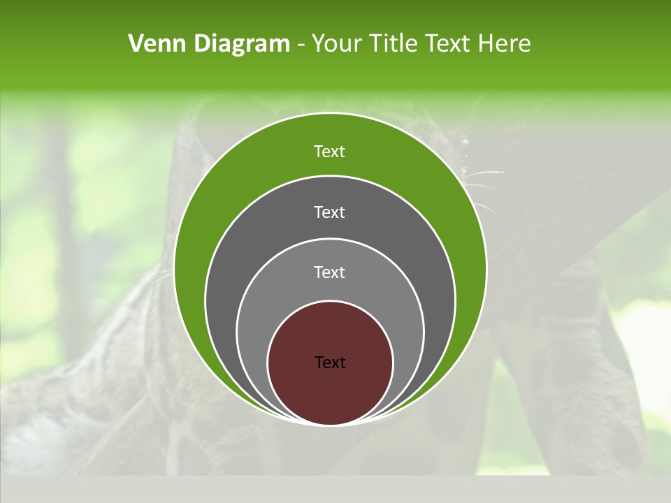 Cat Whiskers Wildlife PowerPoint Template