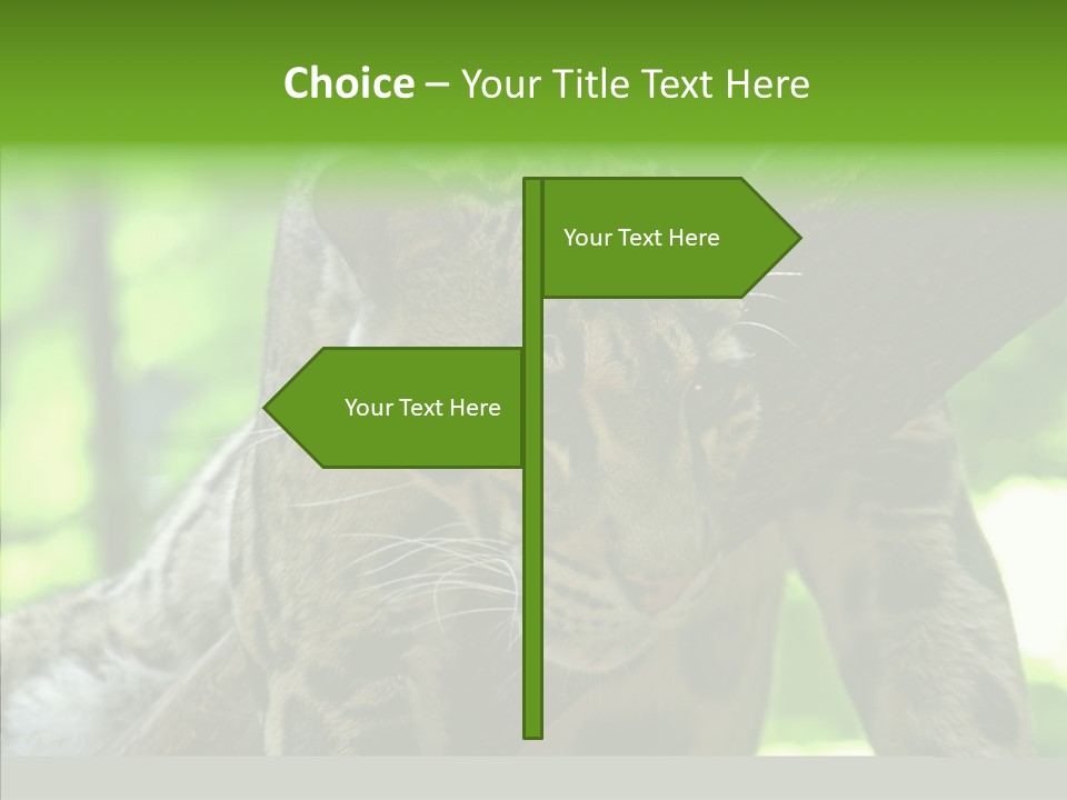 Cat Whiskers Wildlife PowerPoint Template