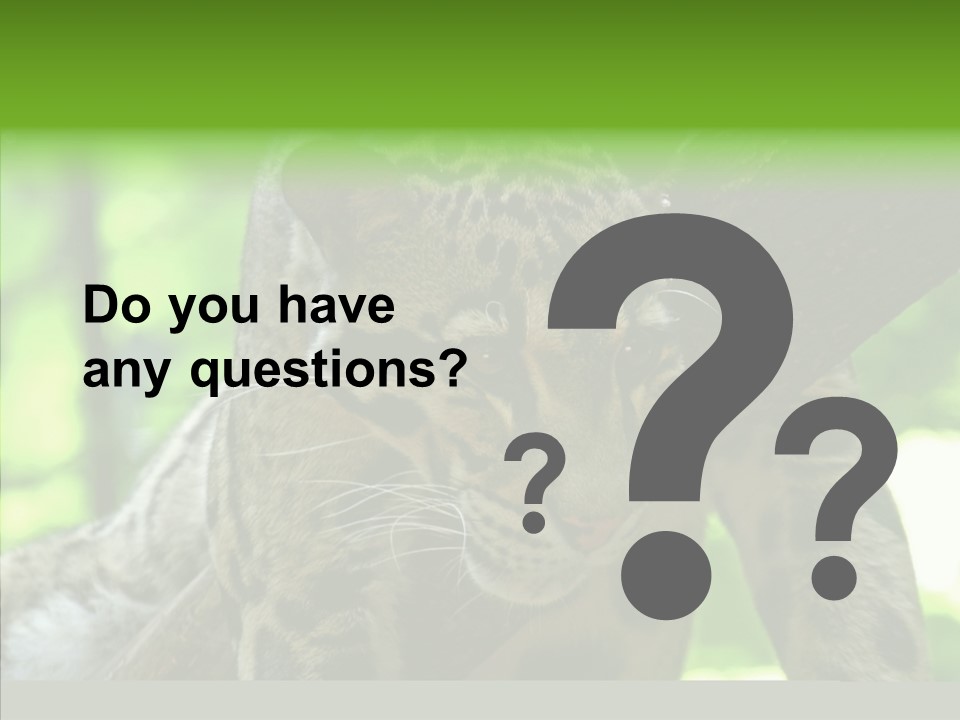 Cat Whiskers Wildlife PowerPoint Template