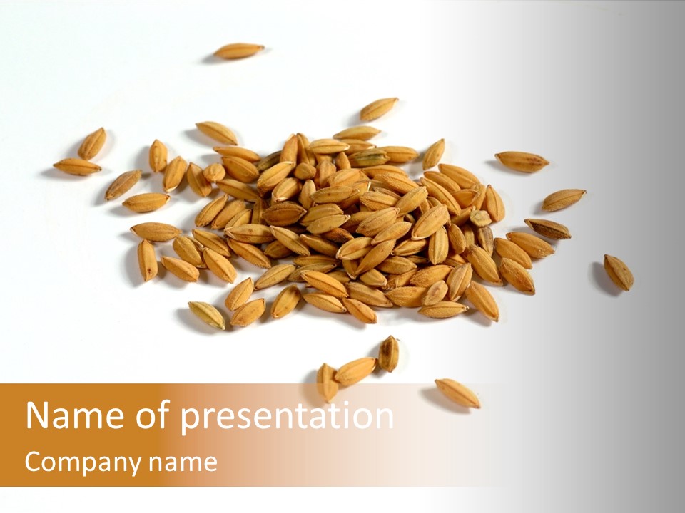 Rice Plant Harvest PowerPoint Template