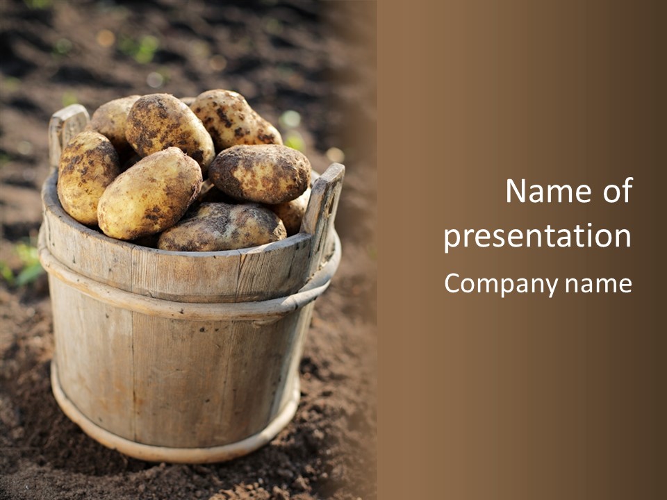 Vegetable Potato Harvesting PowerPoint Template