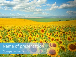 Bright Field Perfection PowerPoint Template