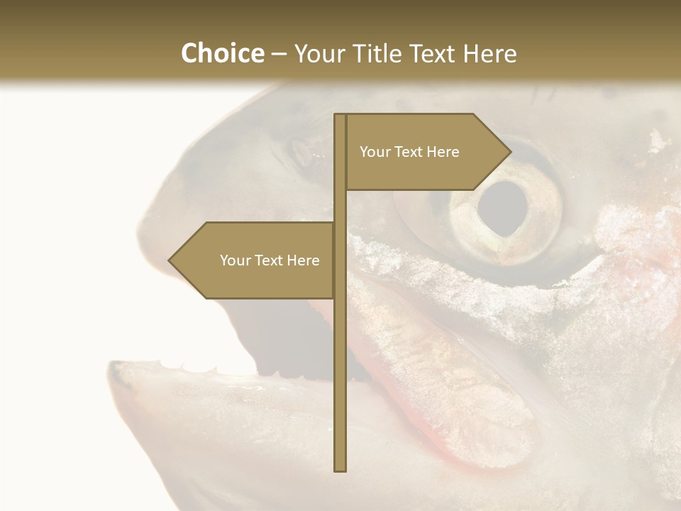 Nutrition Meat Fin PowerPoint Template