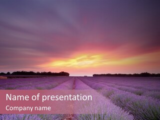Dusk Perfume Field PowerPoint Template