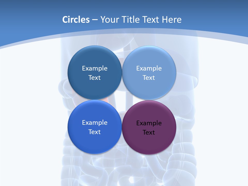 Belly Painful Biology PowerPoint Template