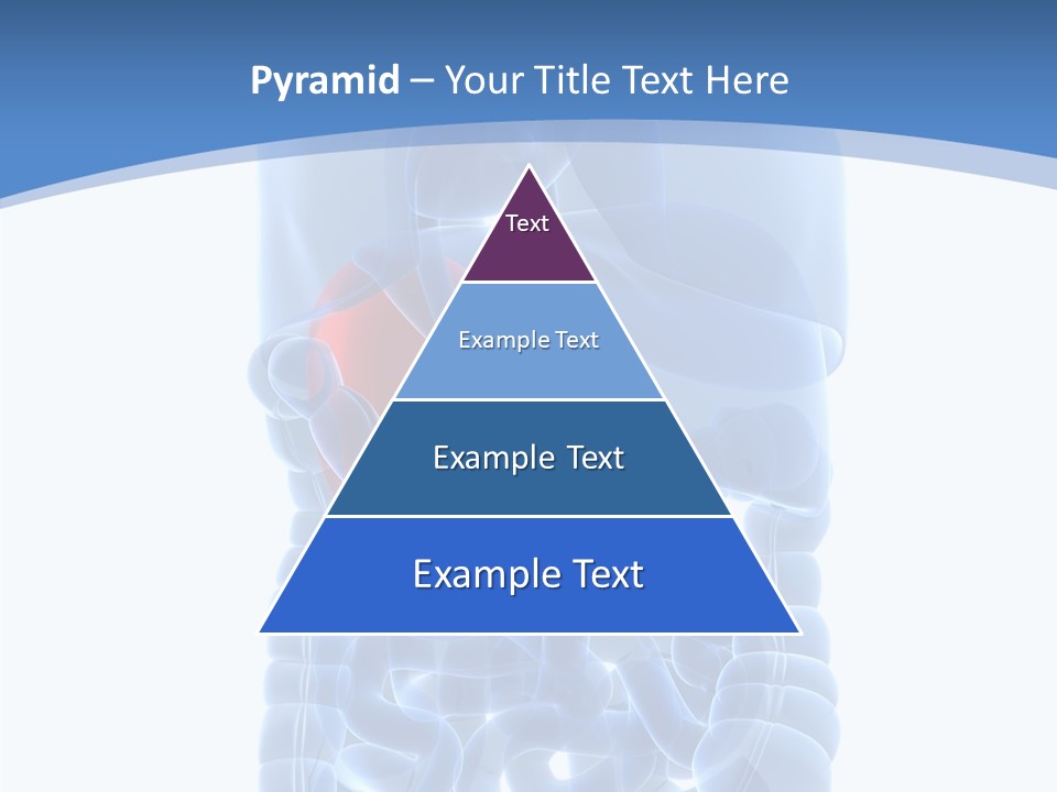 Belly Painful Biology PowerPoint Template