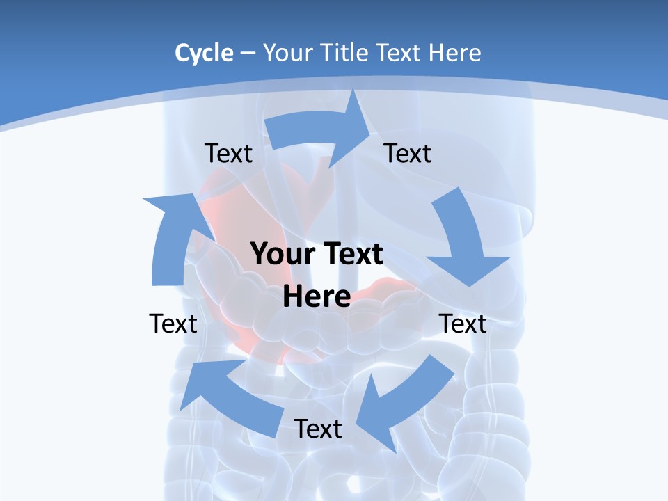 Belly Painful Biology PowerPoint Template