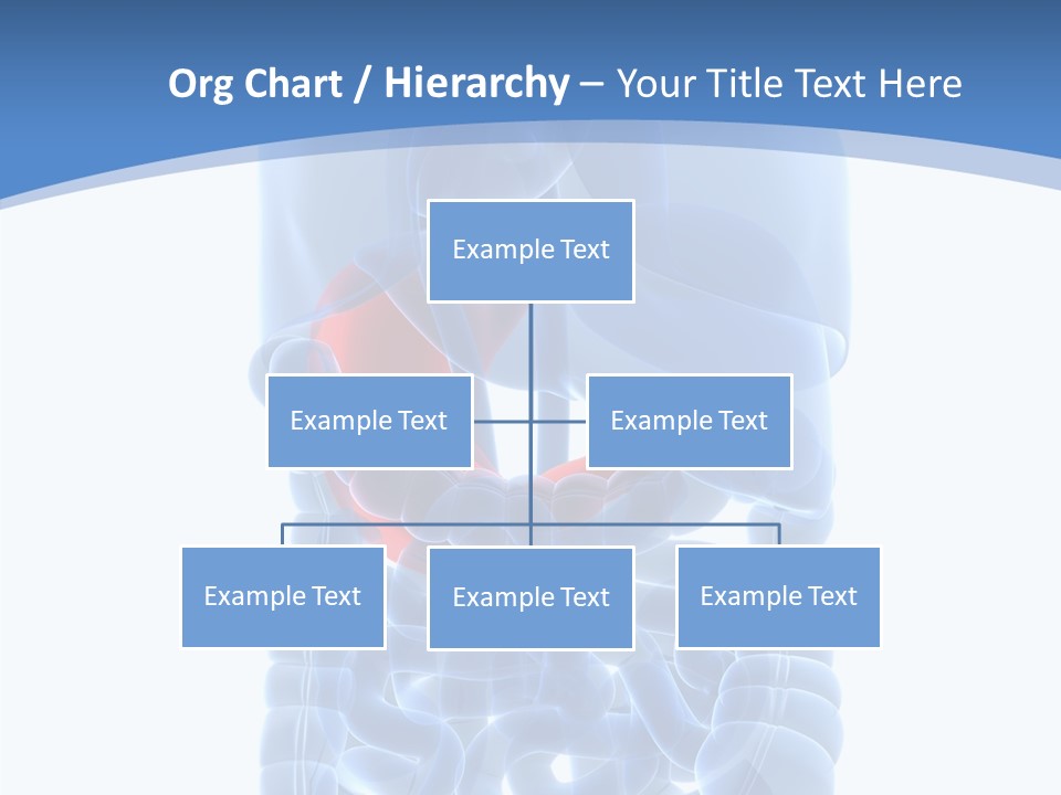 Belly Painful Biology PowerPoint Template