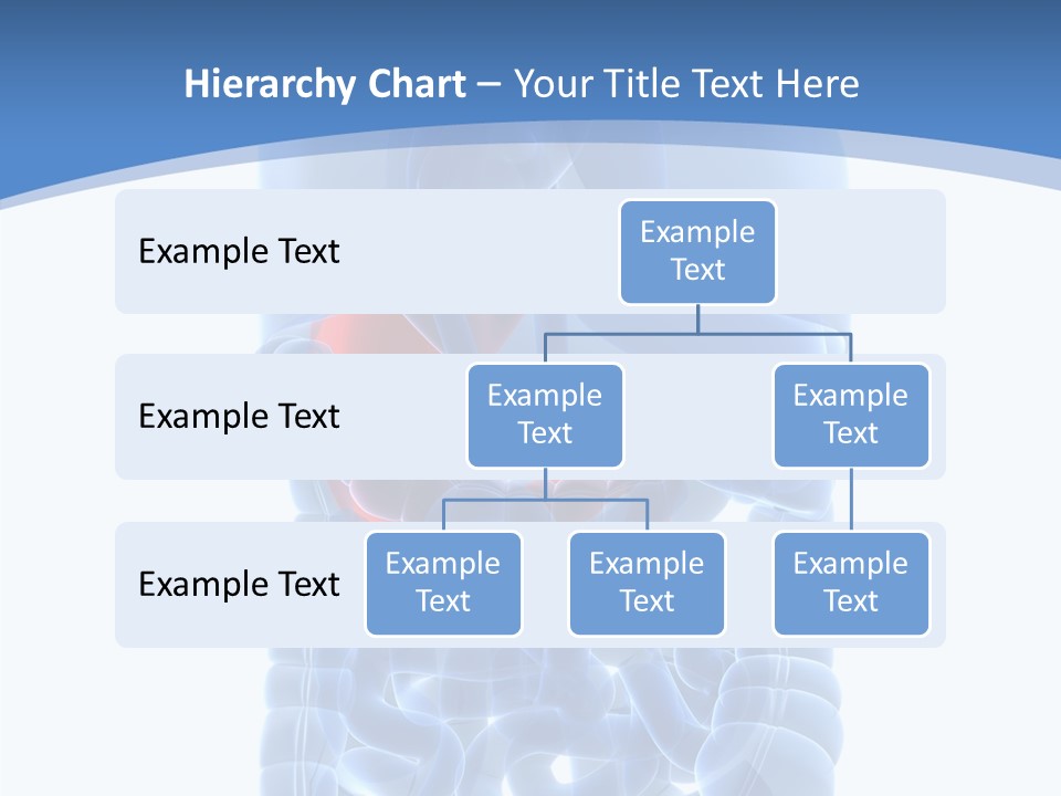 Belly Painful Biology PowerPoint Template