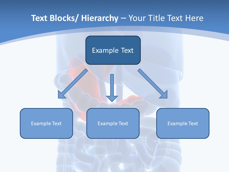 Belly Painful Biology PowerPoint Template