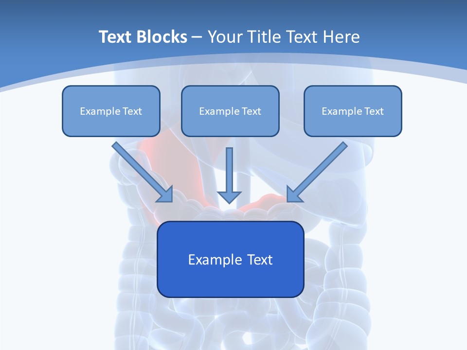 Belly Painful Biology PowerPoint Template