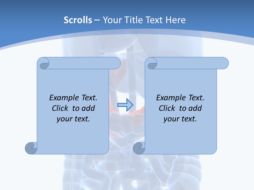Belly Painful Biology PowerPoint Template