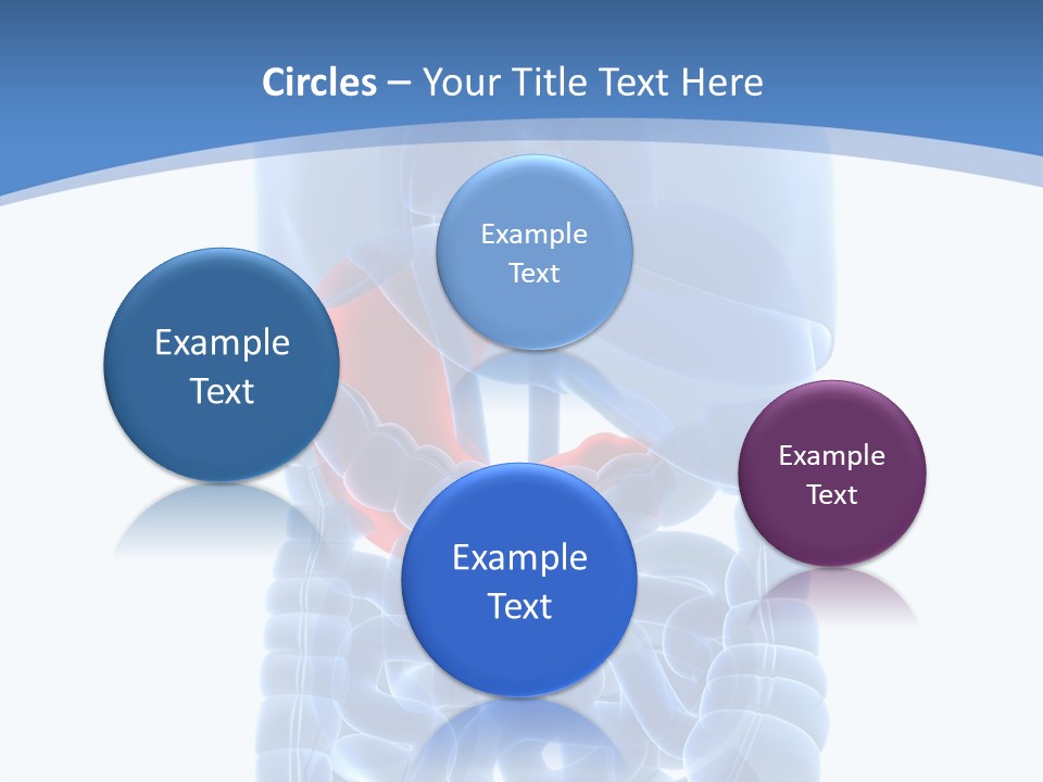 Belly Painful Biology PowerPoint Template