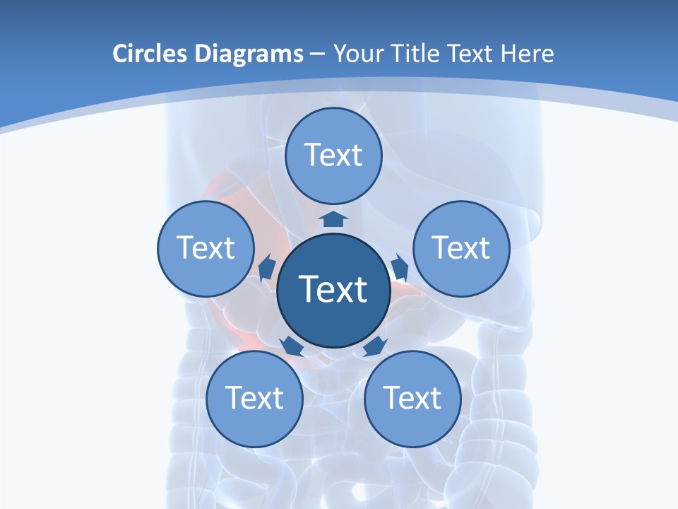 Belly Painful Biology PowerPoint Template