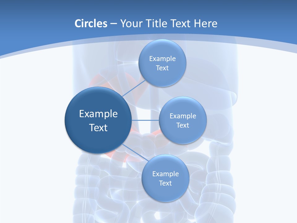 Belly Painful Biology PowerPoint Template