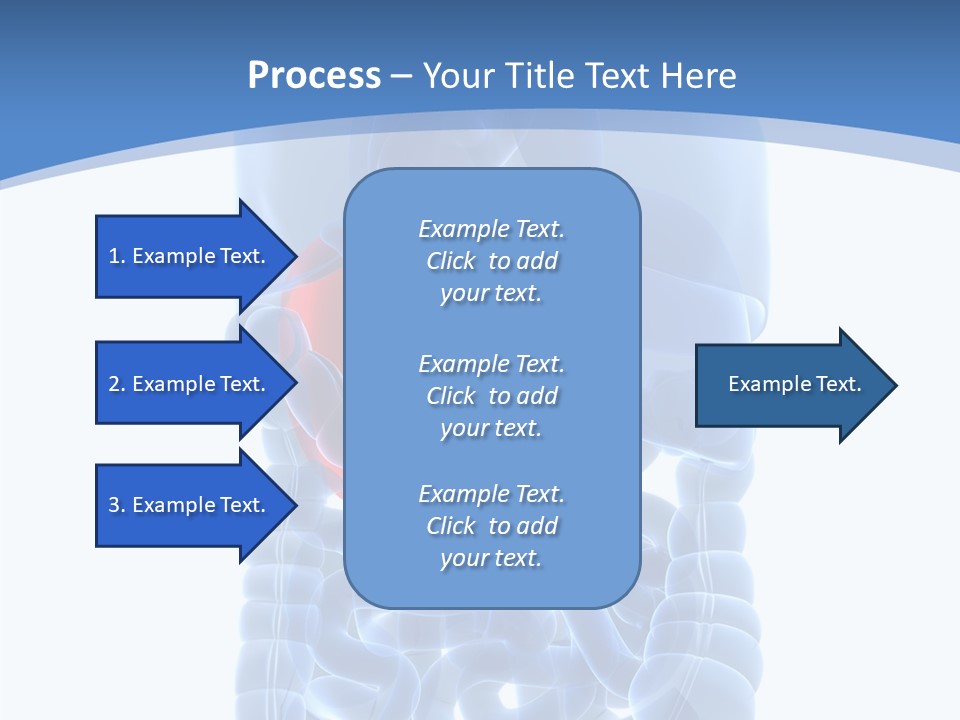 Belly Painful Biology PowerPoint Template