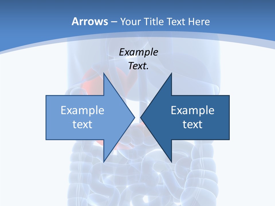 Belly Painful Biology PowerPoint Template