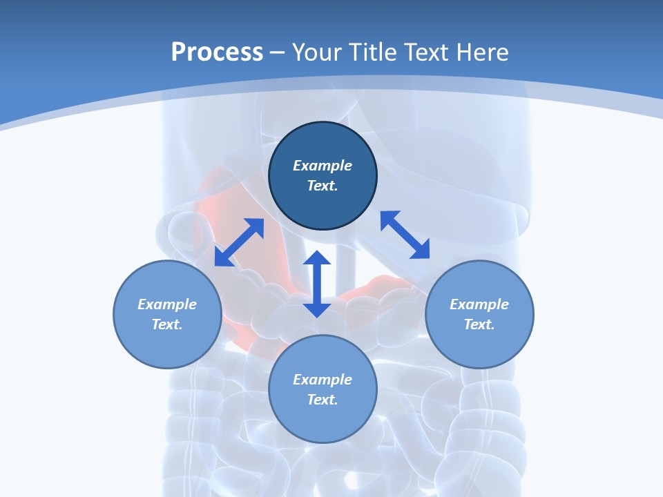 Belly Painful Biology PowerPoint Template