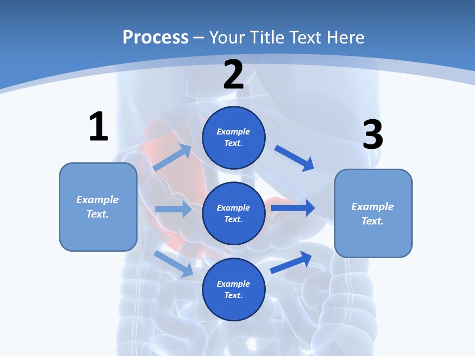 Belly Painful Biology PowerPoint Template