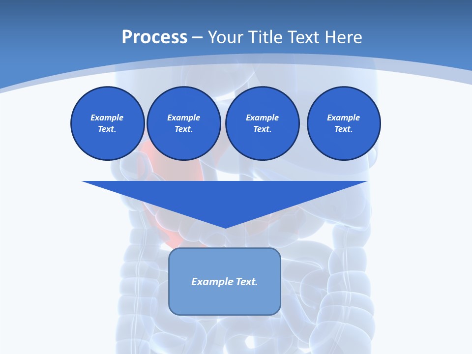 Belly Painful Biology PowerPoint Template