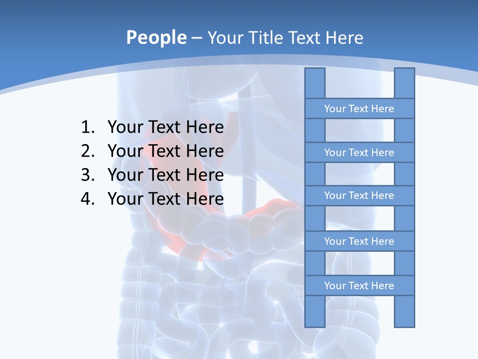 Belly Painful Biology PowerPoint Template