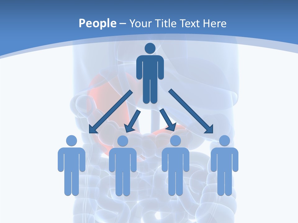 Belly Painful Biology PowerPoint Template
