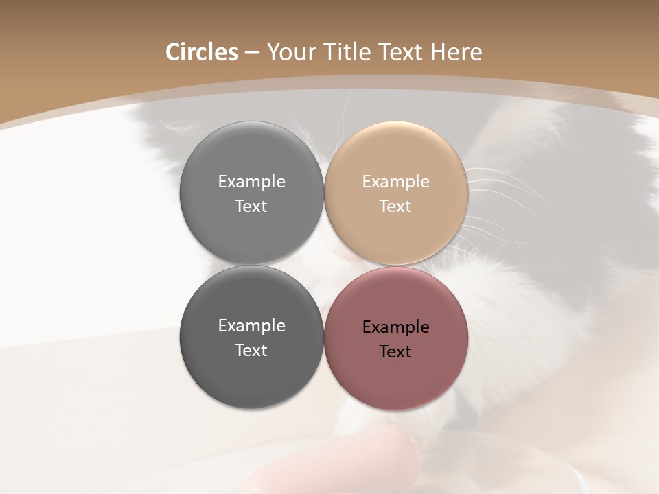 Wool Fur Mammal PowerPoint Template