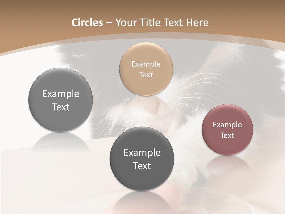 Wool Fur Mammal PowerPoint Template
