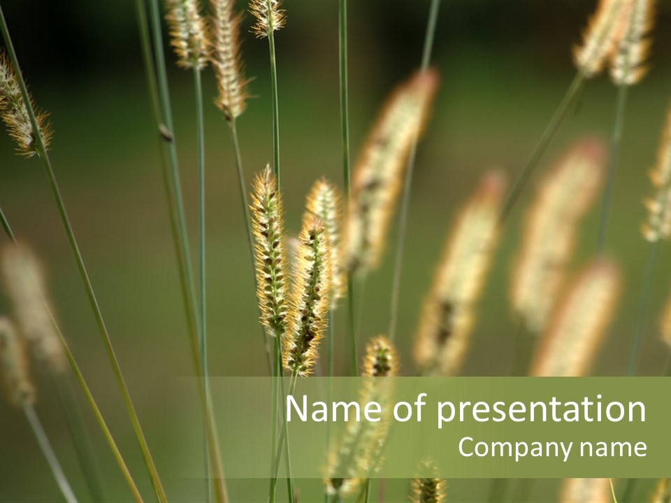 Light Calendar Grass PowerPoint Template