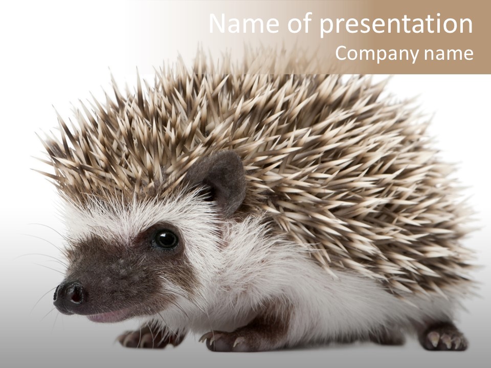 Needle Young Animal Wildlife PowerPoint Template