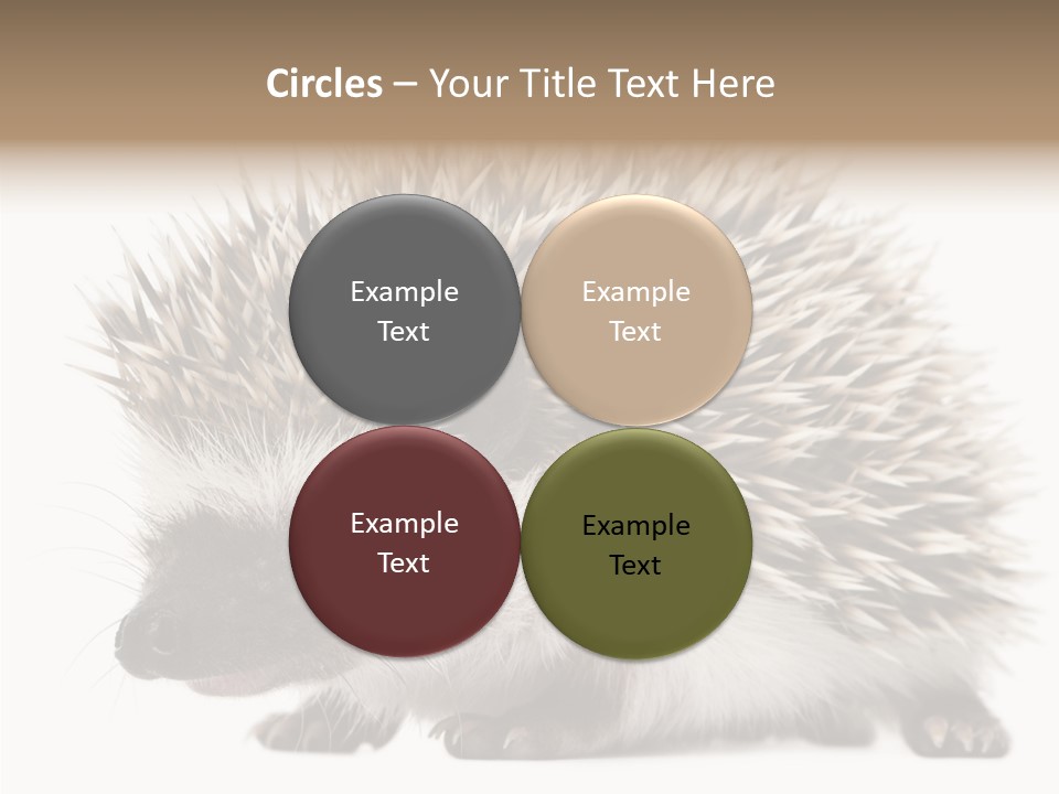 Needle Young Animal Wildlife PowerPoint Template