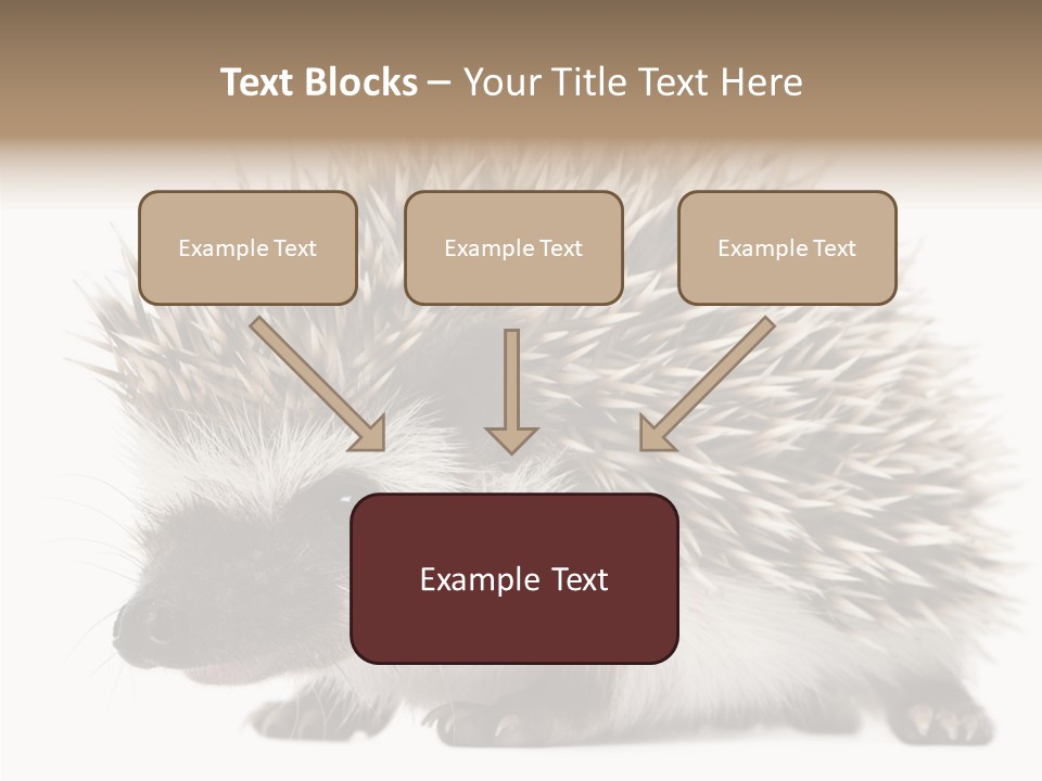 Needle Young Animal Wildlife PowerPoint Template
