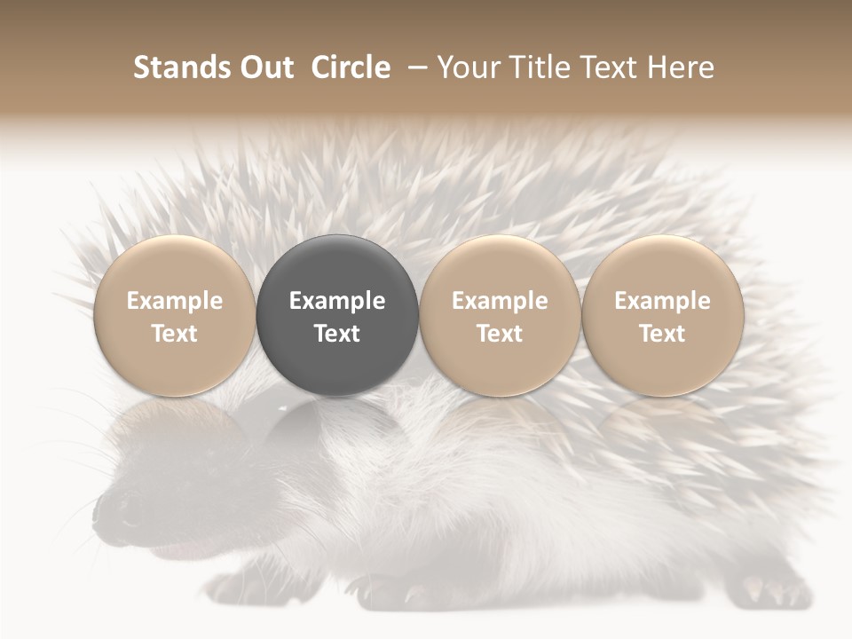 Needle Young Animal Wildlife PowerPoint Template