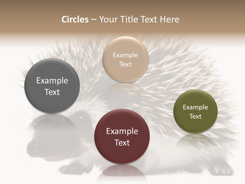 Needle Young Animal Wildlife PowerPoint Template