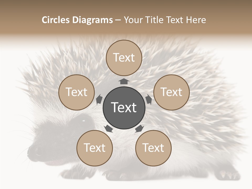 Needle Young Animal Wildlife PowerPoint Template