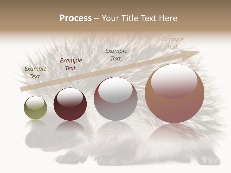 Needle Young Animal Wildlife PowerPoint Template