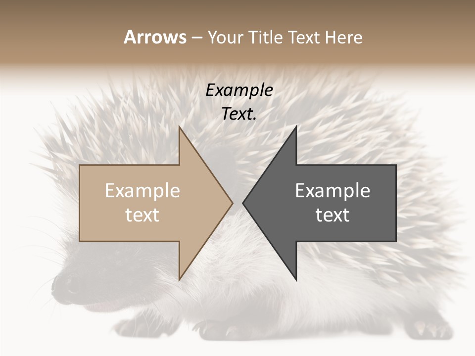 Needle Young Animal Wildlife PowerPoint Template