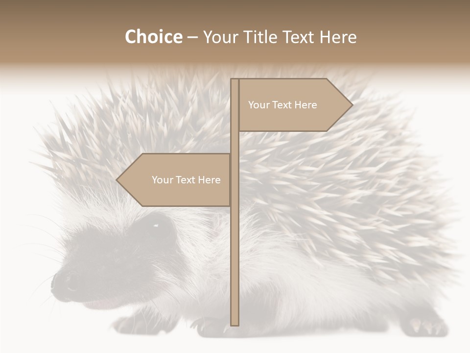 Needle Young Animal Wildlife PowerPoint Template