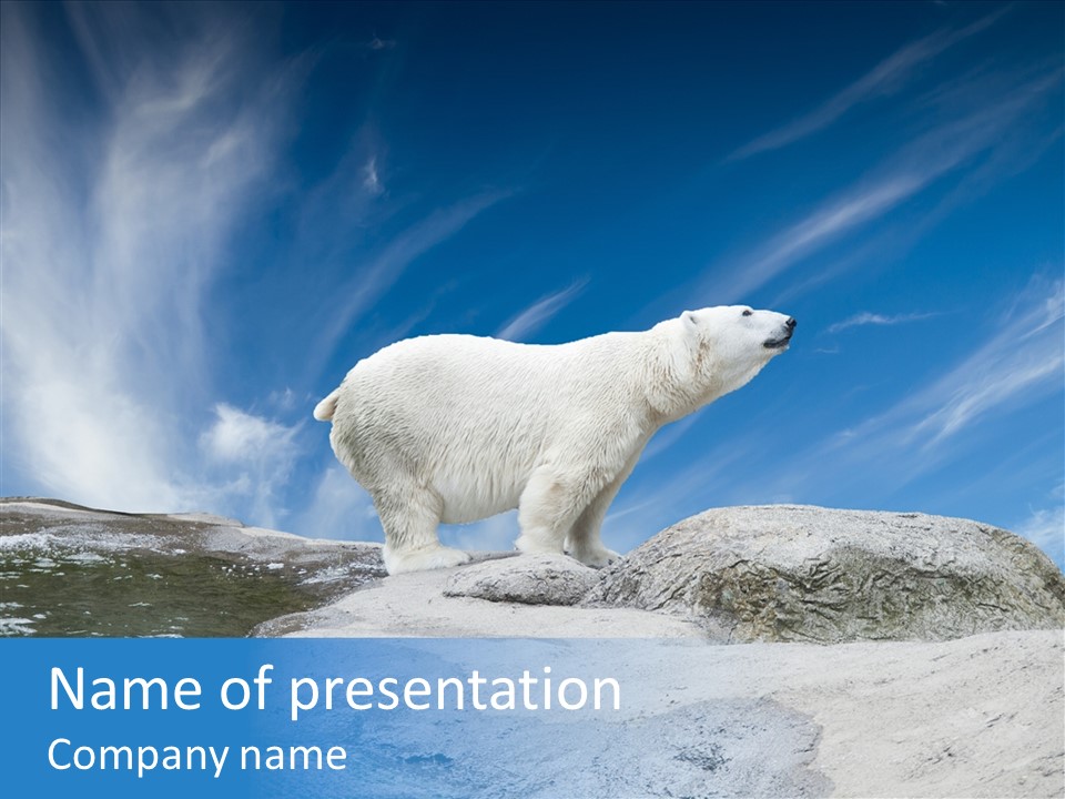 Predator Animal White PowerPoint Template