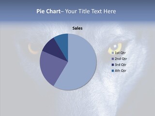 Eyes Nature Snout PowerPoint Template