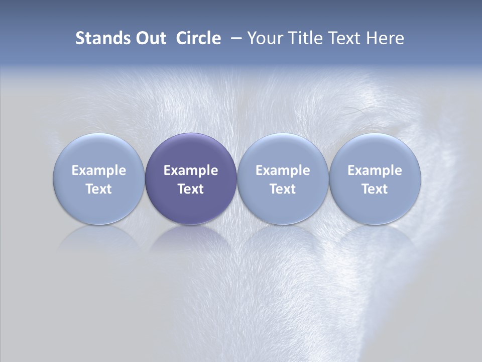 Eyes Nature Snout PowerPoint Template