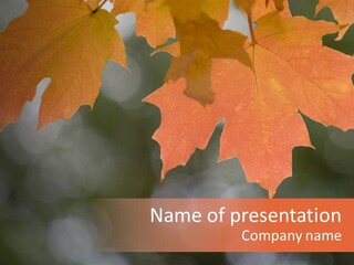 Autumn Light Nature PowerPoint Template