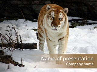 Ferocious Mammal Fierce PowerPoint Template