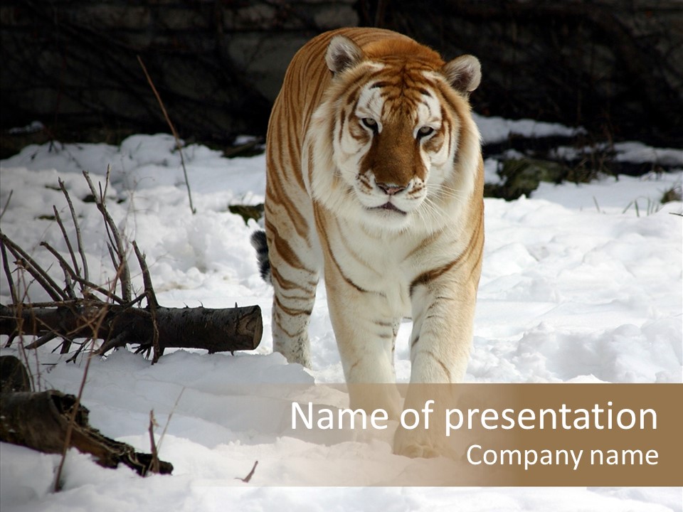 Ferocious Mammal Fierce PowerPoint Template