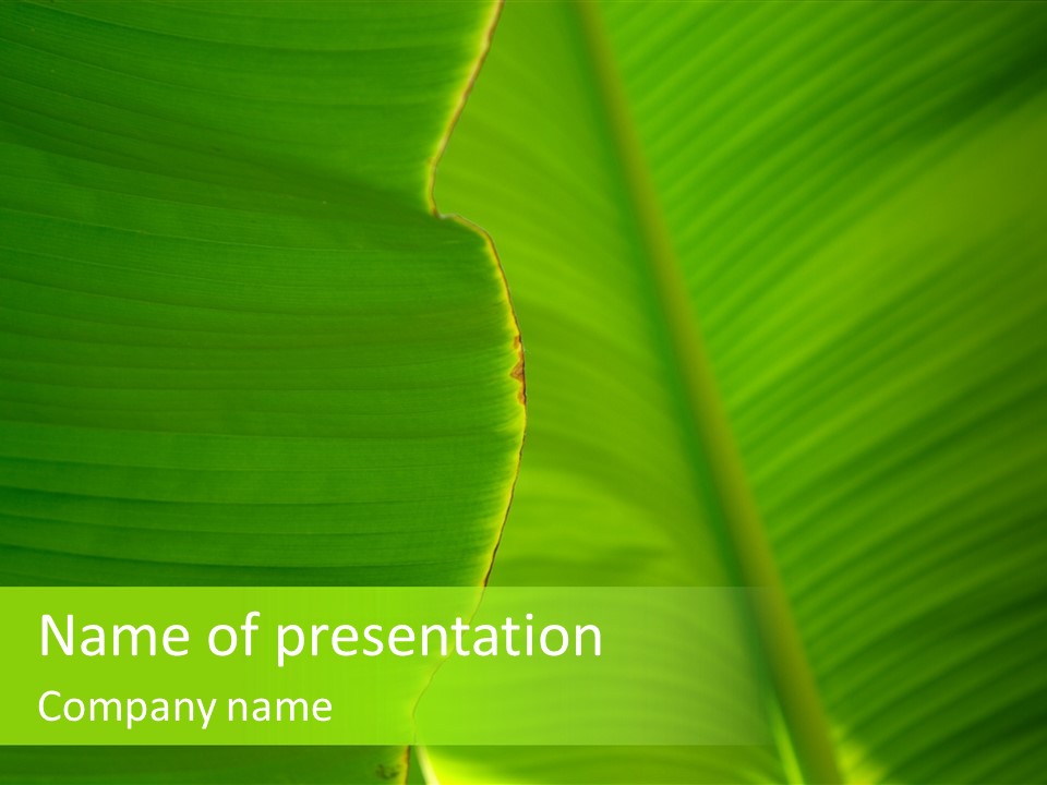 Large Leaves PowerPoint Template