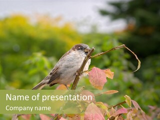 Nature Garden Botanic PowerPoint Template