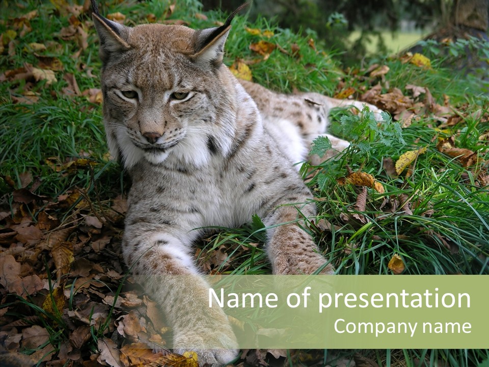 Nature Coat Bobcat PowerPoint Template