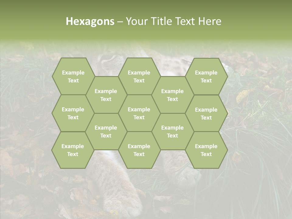 Nature Coat Bobcat PowerPoint Template