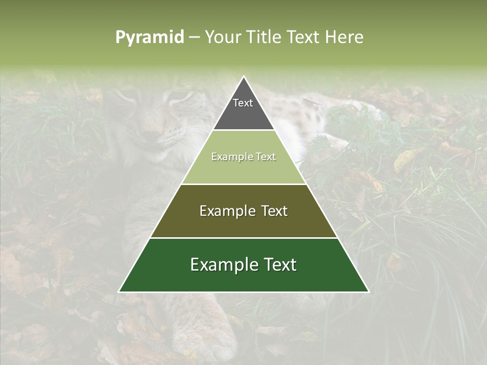 Nature Coat Bobcat PowerPoint Template